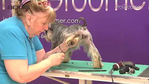 Grooming Guide - Clipped Miniature Schnauzer Pet T...
