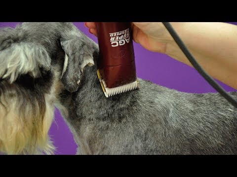 Video: EShave Guide To Fall Grooming