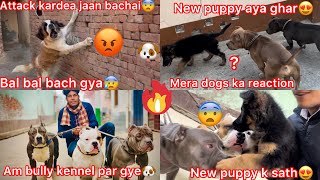 New Puppy La Liya😍|| New Puppy K Sath Bully Kennel Par Gye || New Puppy Dekh Mera Dogs Ka Reaction