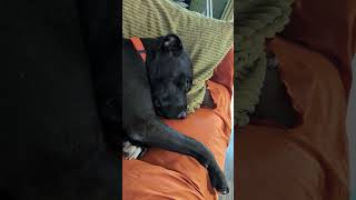 Chasing something in his dreams? Warning, part of loud exhale at the end lol (Siggy is snoozing)