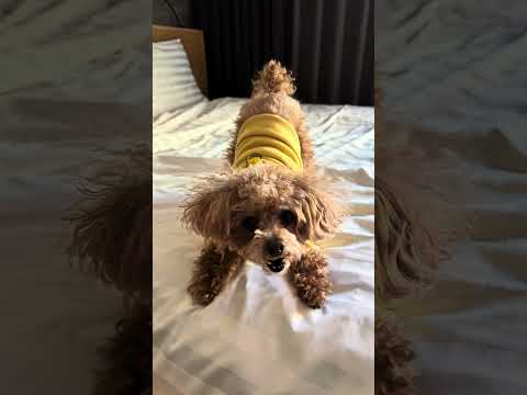 #크리스마스 #소노펫 #애견호텔 #단골   #베베  #내새끼 #강아지 #내사랑 #puppy #10살 #푸들 #평생친구 #토이푸들