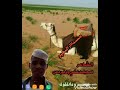 الشاعر محمد علي مردس مسدار البعير 
