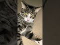 #1000subscriber #cat