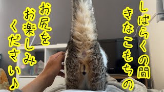 じっくりお尻を見せてくれる猫がこちらw