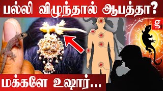 பல்லி இந்த இடத்தில் விழுந்தால் அவ்வளவு தான் | lizard myths | Palli vilum palan screenshot 5