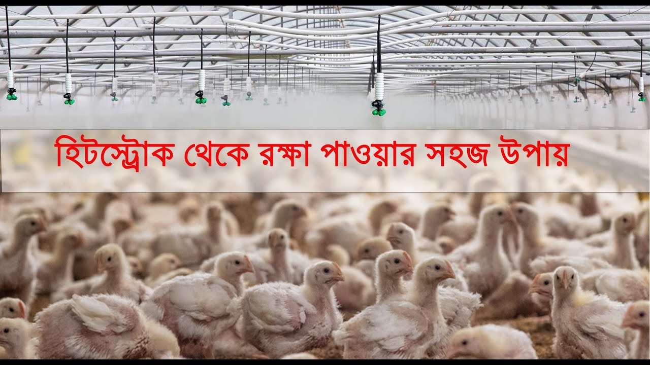 হিটস্ট্রোক থেকে রক্ষা পাওয়ার সহজ উপায় । fogger system in poultry farm