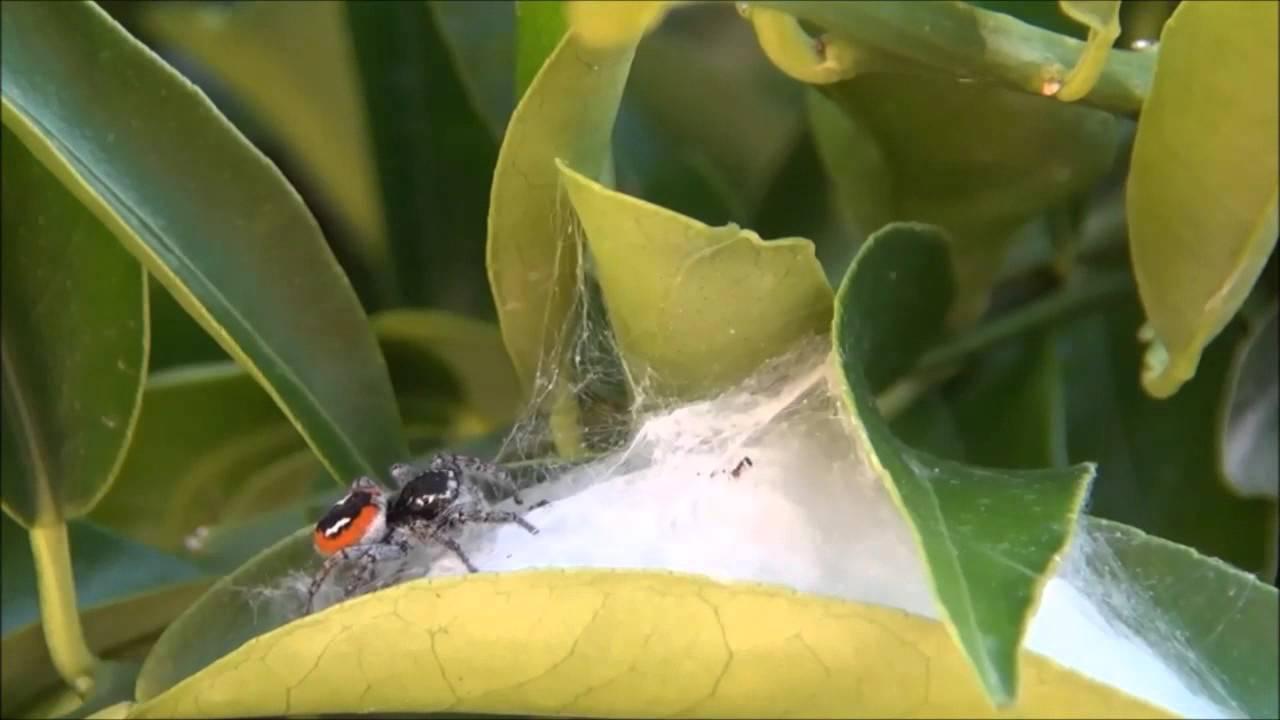 Jumping spider Philaeus chrysops taking care of its web