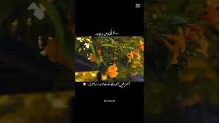 #islamicvideo #qurantutor #shorts #viralvideo