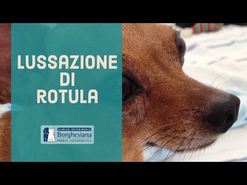 Video: Lussazione Della Rotula Nei Cani - Lussazione Rotulea Nei Cani