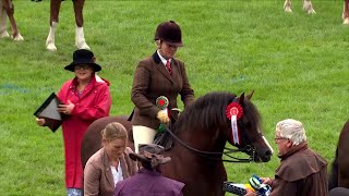 Merlod Mynydd Cymreig Tan Gyfrwy | Welsh Ponies Cob Type Ridden