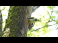 Middle spotted woodpecker dendrocopos medius  srednji detel at nest