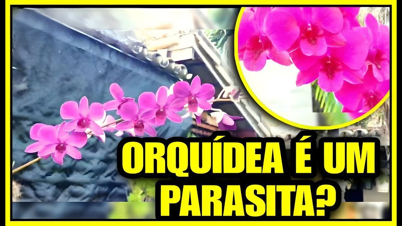 ORQUÍDEA É PARASITA? - thptnganamst.edu.vn