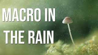 Forest macro in the rain: Don't let bad weather put you off! (Lighting, ideas, settings tutorial)