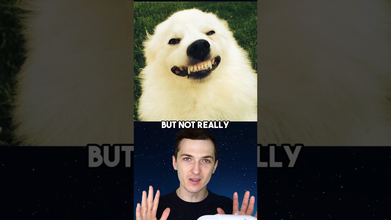 Dogs intentionally try to make humans laugh dogs dogshorts laugh