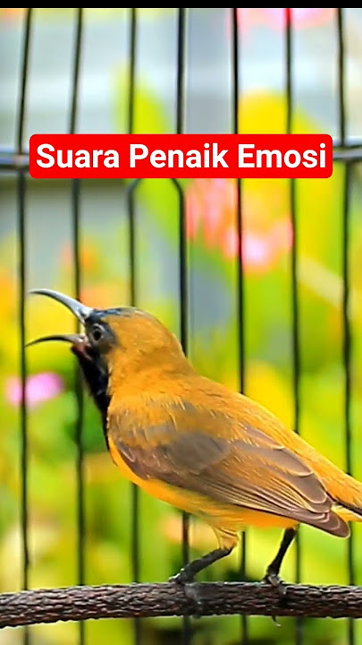 Sogon Gacor untuk pancingan Sogon trotol biar gacor tanpa ngeriwik #sogongacor #sogonnembak