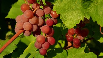 Grapes, Red Grapes, Fruits, Bunch of Grapes, Nature, Background video, 4k, VJ Loop, Video Footage