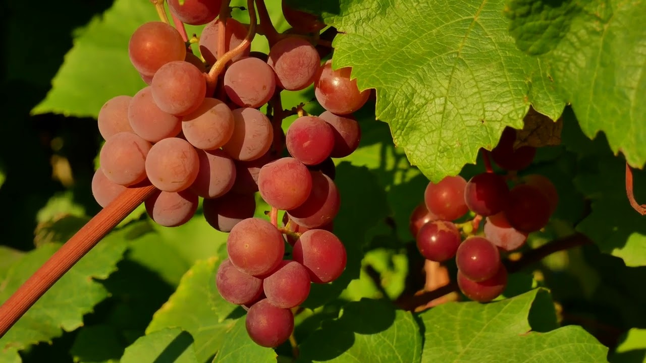 Grapes, Red Grapes, Fruits, Bunch of Grapes, Nature, Background video, 4k, VJ Loop, Video Footage