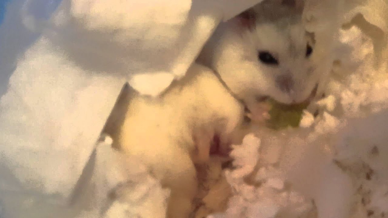 Cute Dwarf Hamsters!