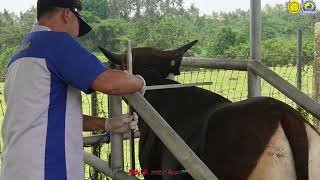 Satu Tahun Pertama dengan Langkah Nyata bersama kepemimpinan Bapak Presiden Prabowo