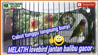 Download Lagu Melatih LOVEBIRD JANTAN paud balibu GACOR Download Lagu Melatih LOVEBIRD JANTAN paud balibu GACOR