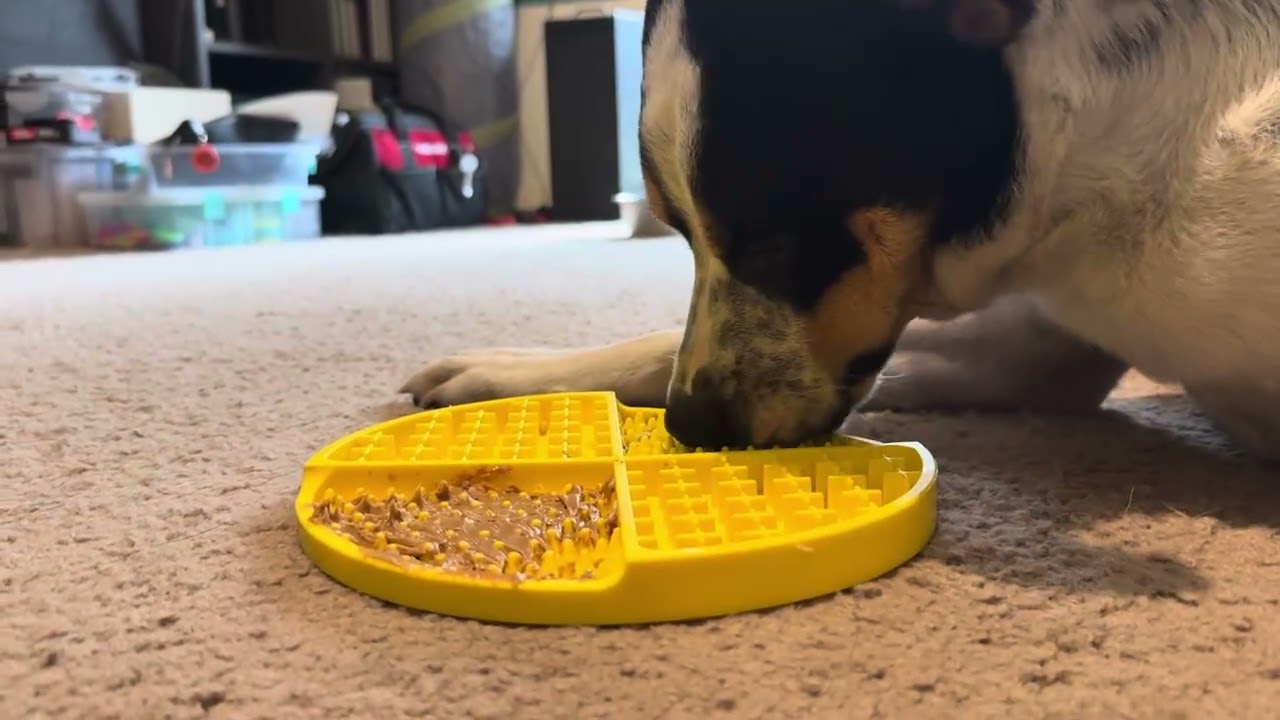 Charlie Dog Enjoying His Lick Mat ASMR