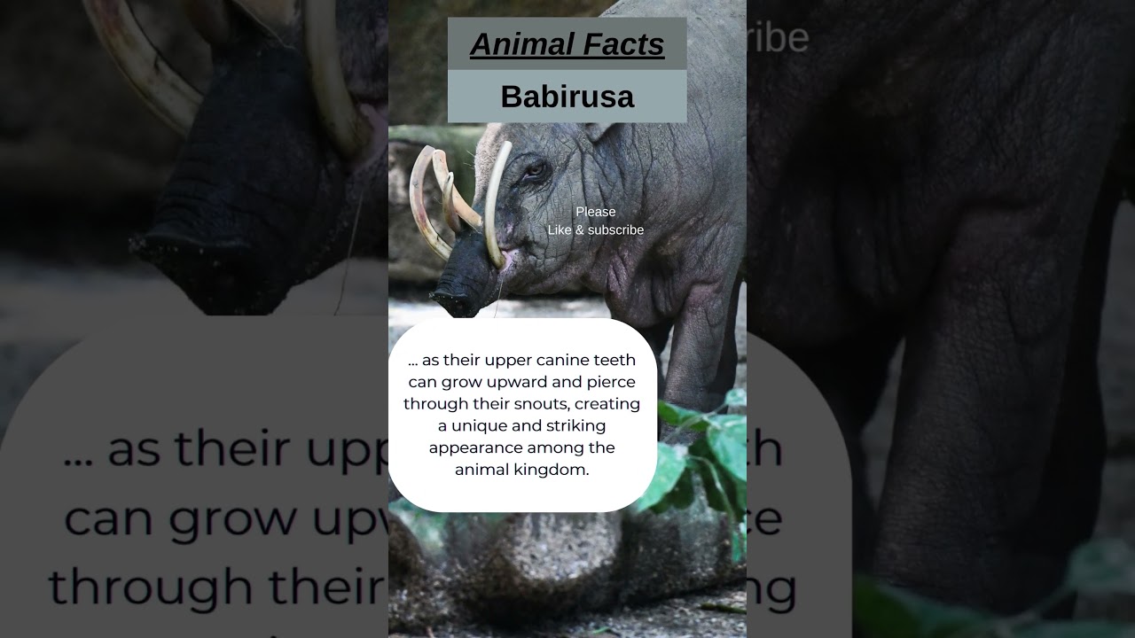 Impressive Tusks: Unveiling the Babirusa's Unique Appearance! 