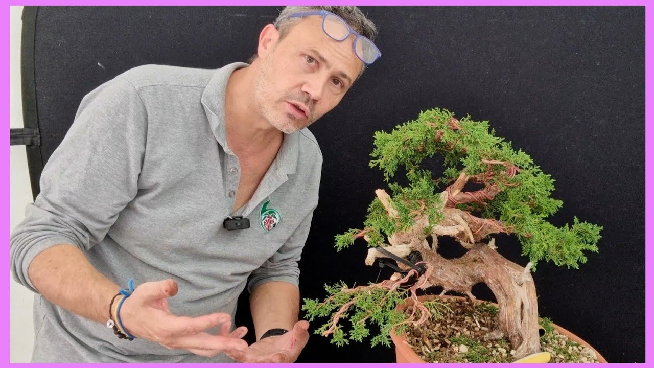 Ricerca del fronte per Creare un bonsai di Ginepro kishu