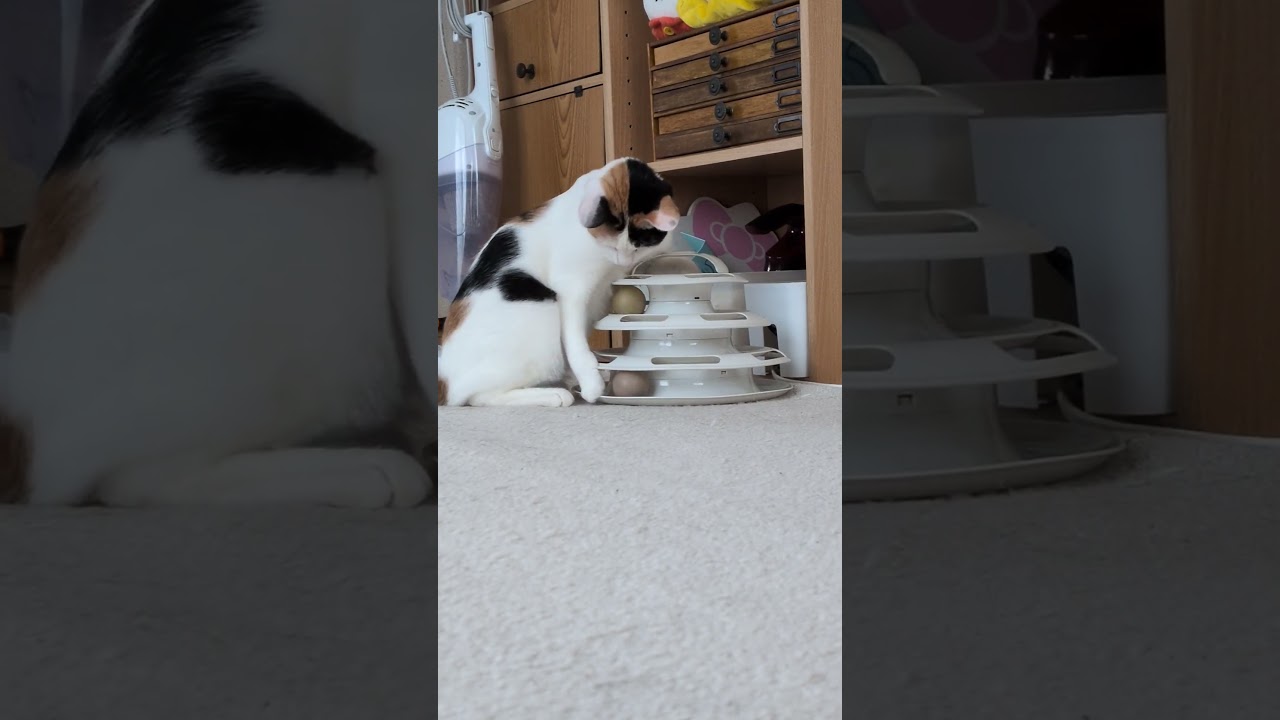 2026/06/20 #cat #みけ - YouTube