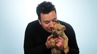 Jimmy Fallon Plays With Puppies While Answering Fan Questions