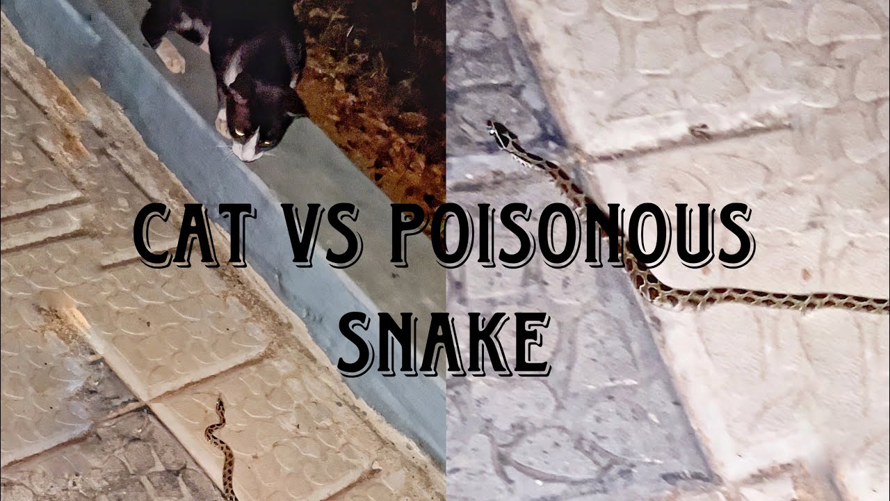 Cat vs Snake Poisonous Snake encounter Rescued cat from Snake bite Small Deadly Russells