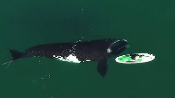 INCREDIBE FOOTAGE GOES VIRAL AS A WHALE PUSHES PADDLEBOARDER
