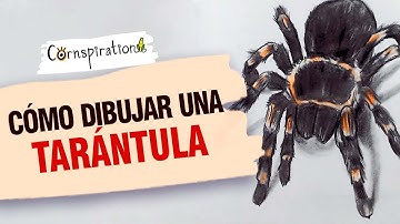 Cómo dibujar una Tarántula  🕸 Paso a Paso