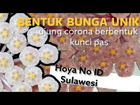 🔴RARE‼️Hoya sp. Sulawesi