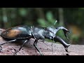 カブトVSクワガタの闘い