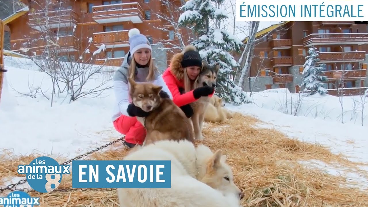 Les Animaux de la 8 en Savoie - Émission intégrale