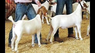 Goat Sportsmanship Show 11/14/2025