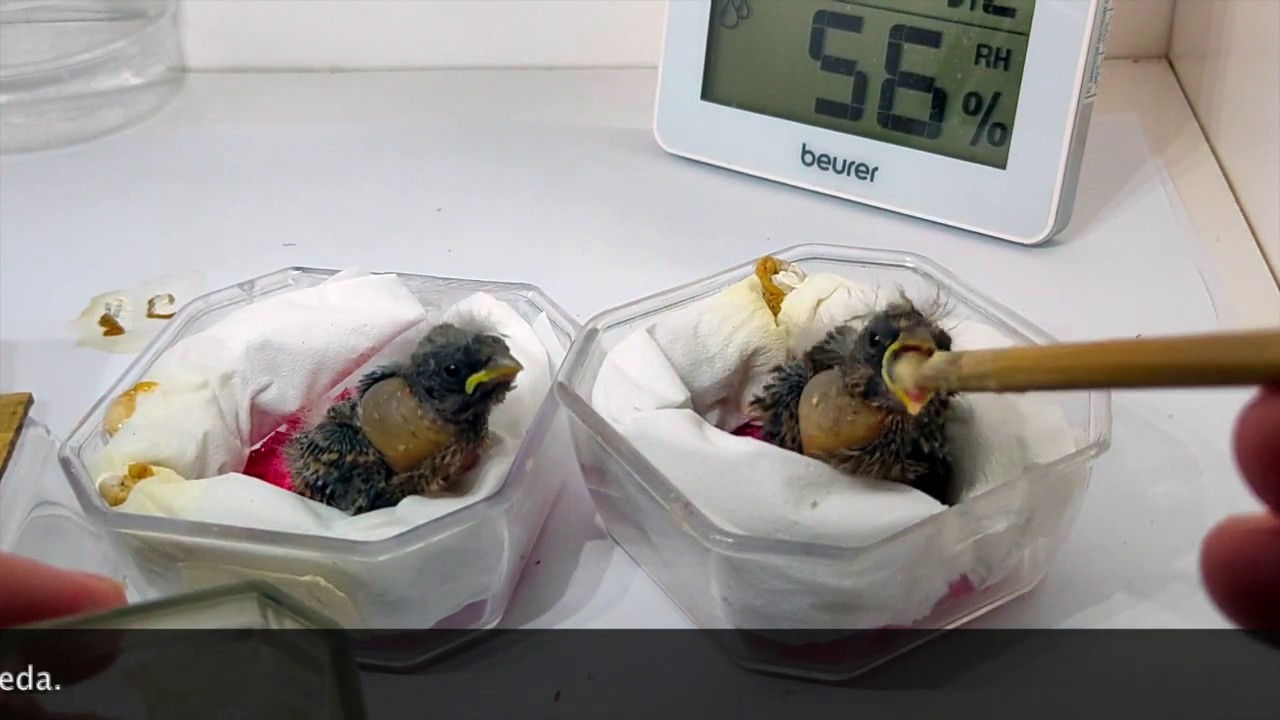 Meloloh anakan usia 10 hari dan 11 hari (bag.4). Ternak burung