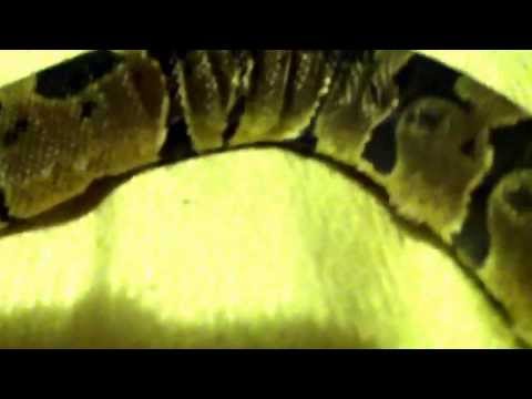 Need help with ball python shed