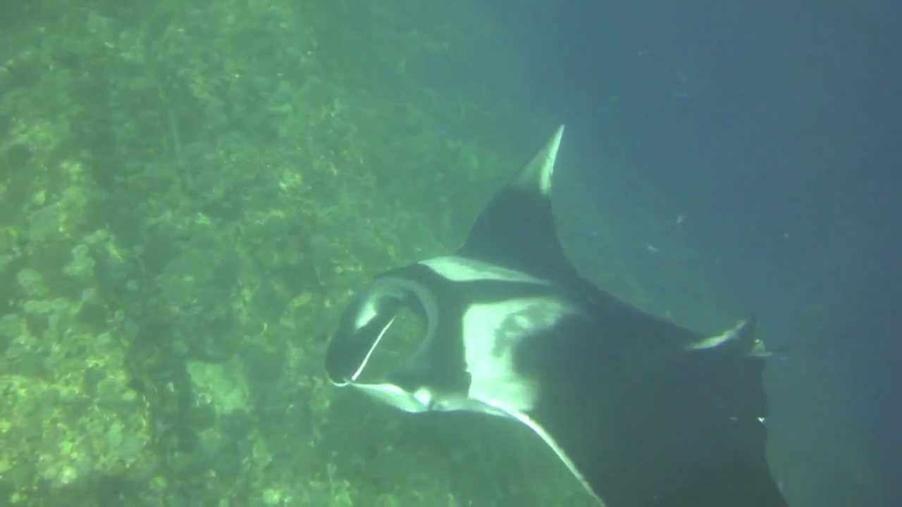 Manta Ray at Hin Muang, Thailand filmed by Dieter Dongphrajan www.sailing-islands.com
