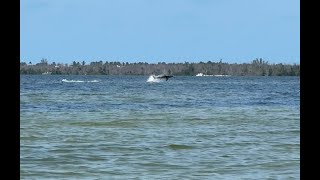 Flying Shark!?!?! Fishing with sea monsters off Sanibel, Florida