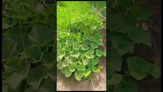 #ytshorts #shorts #shortsfeed #viral #viralshorts | Mr. Ali Iftikhar