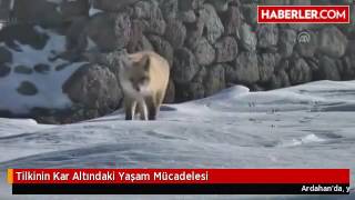 Ardahan da - Tilkinin Kar Altındaki Yaşam Mücadelesi