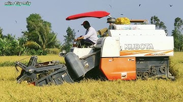 Quay Cảnh Sáng Sớm Máy Cắt Kubota vs Yanmar YH850 Thu Hoạch Lúa Đồng Miệt Thứ An Biên