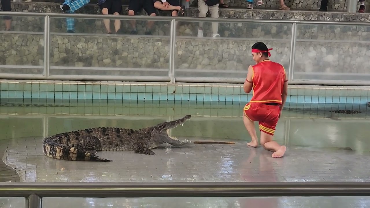 태국 악어쇼