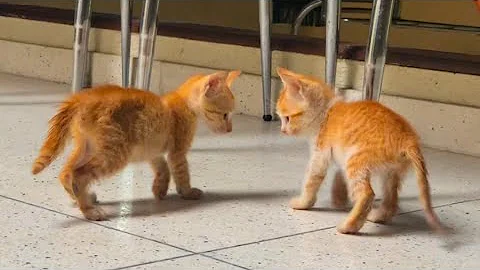 Video 7306241: bengal persian, persian lovely cute kitten, cat kitten cutecat adorable, kitten cutecat baby cat, kitten catplaying, adorable kittens playful cats