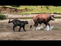 RDR2 4 angry jaguar attack a wild bull amazing gameplay video ep.48