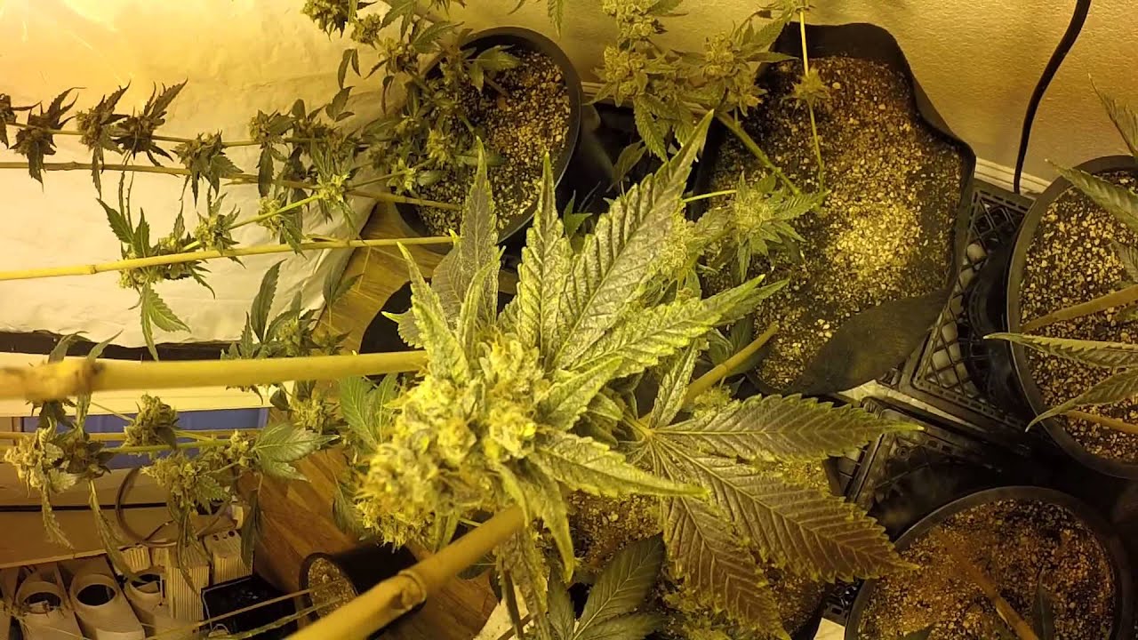 Flower Room DNA Genetics & Reserva Privada