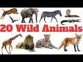 20 Wild animals for kids in English  - Vocabulary for kids | English Educational Video With Fun