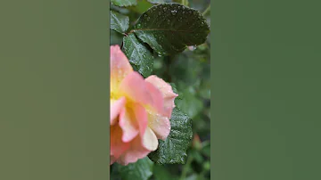 سبحان الله ملئ مافي السماء والأرض وما بينهما 