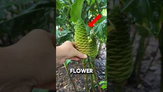 THEY NEVER CUT THIS HAWAIIAN PLANT AND THE REASON IS SHOCKING😱